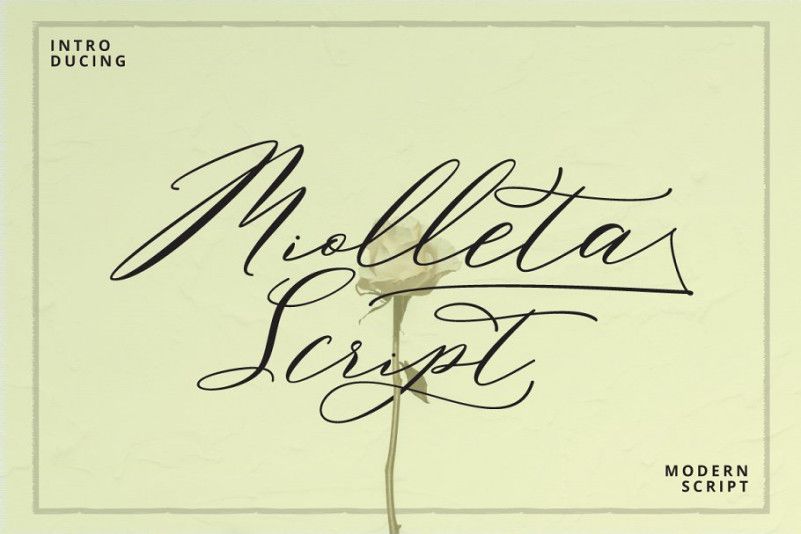 Miolleta Calligraphy Font